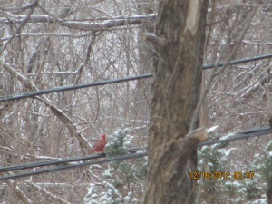 Cardinal on a wire 2012