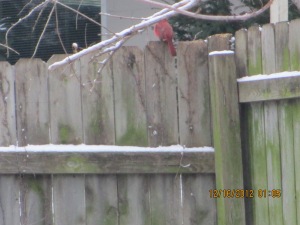 Cardinal on the fence 2012
